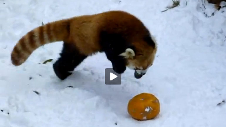 Κόκκινο panda διασκεδάζει με μια κολοκύθα