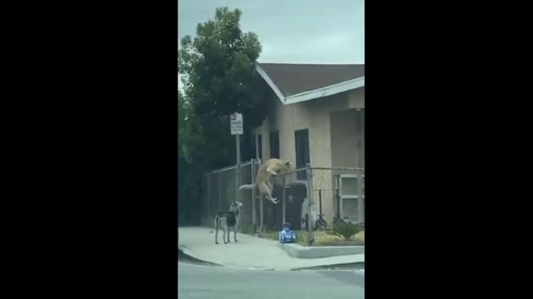 Σκύλος-διαρρήκτης κλέβει μία κότα