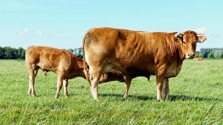 Νιγηρία: Πολιτεία προσφέρει δύο αγελάδες για κάθε όπλο που θα της παραδοθεί