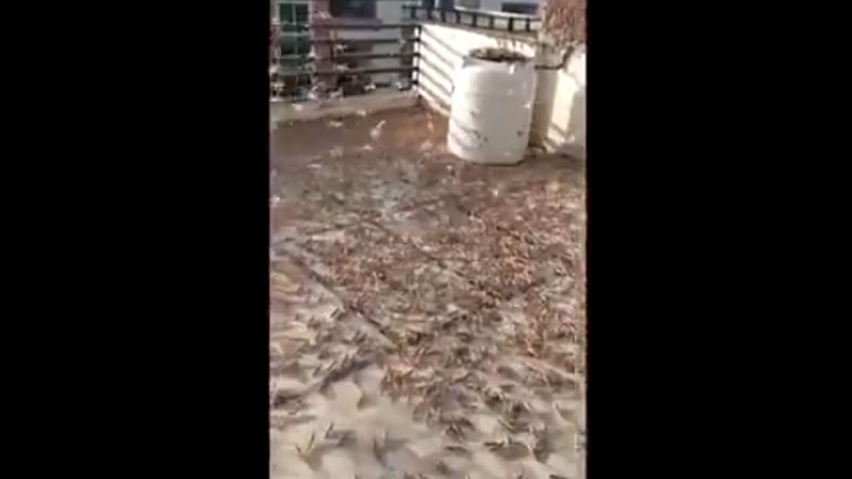 Η επέλαση των… ακριδών στην Ινδία