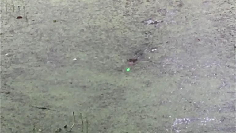 Αλιγάτορας κυνηγά ένα λέιζερ