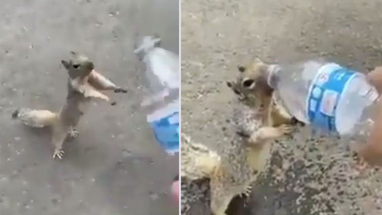 Σκίουρος ζητάει από έναν άντρα νερό