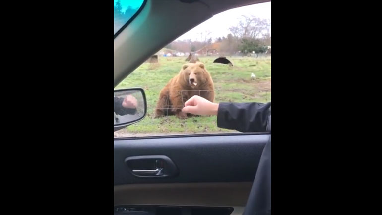 Αρκούδα πιάνει ψωμί-φρίσμπι