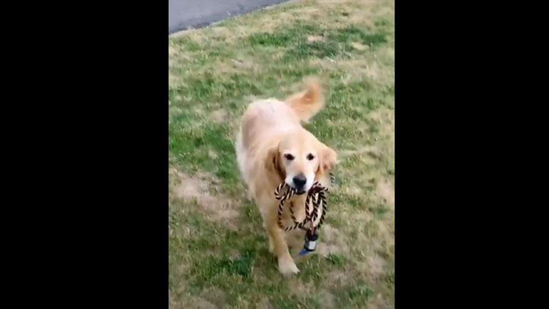 Σκύλος έβγαλε βόλτα τον εαυτό του