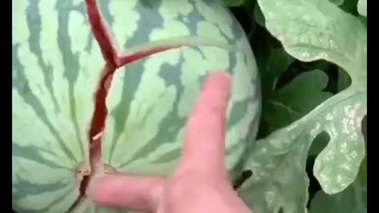 Ανοίγοντας ένα καρπούζι με μια οδοντογλυφίδα