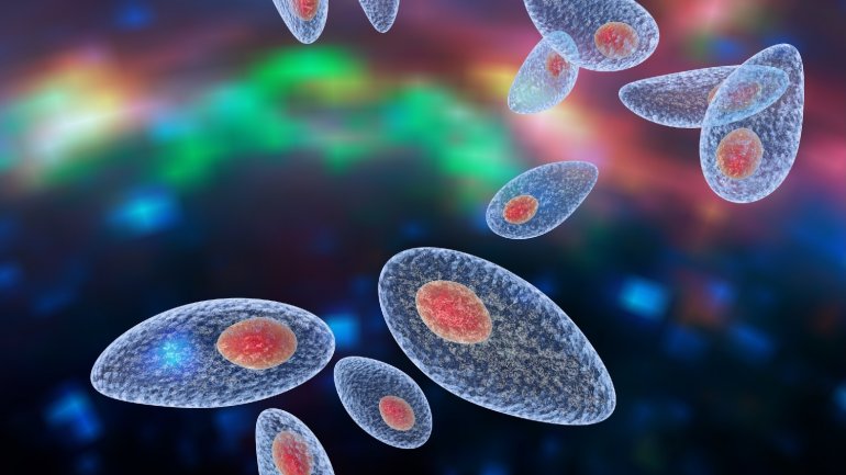 Ανακάλυψη δείχνει πώς ένα παράσιτο μπορεί να φτάνει στον εγκέφαλο