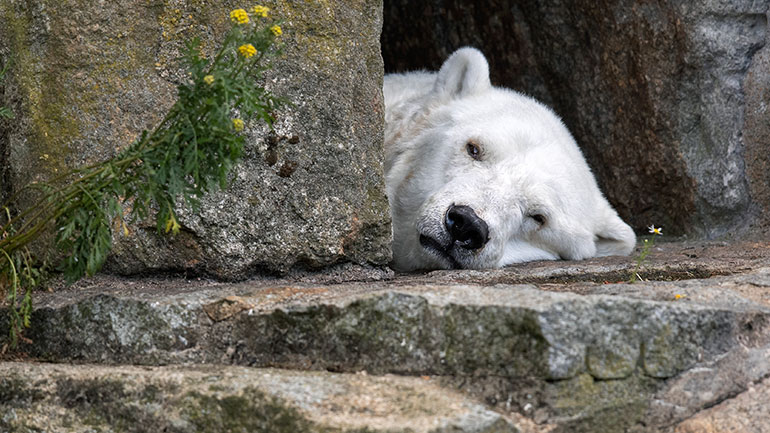 Οι πολικές αρκούδες κινδυνεύουν να εξαφανιστούν μέχρι το τέλος του αιώνα