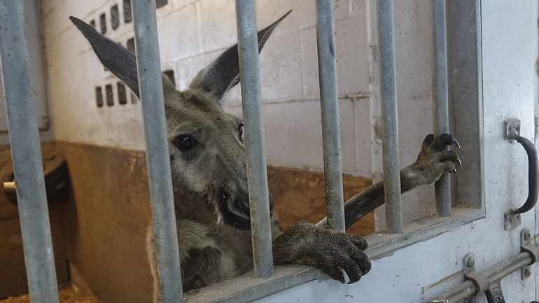 Φλόριντα: Δραπέτευσε καγκουρό και περιφερόταν στους δρόμους του Φορτ Λόντερντεϊλ