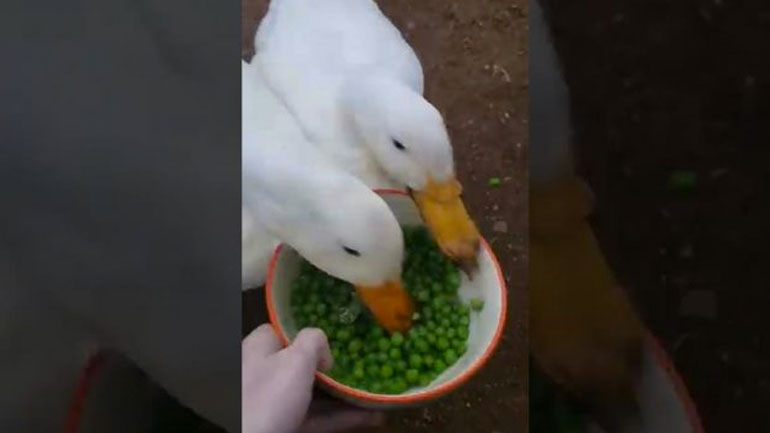 Δύο πάπιες τρελαίνονται για αρακά