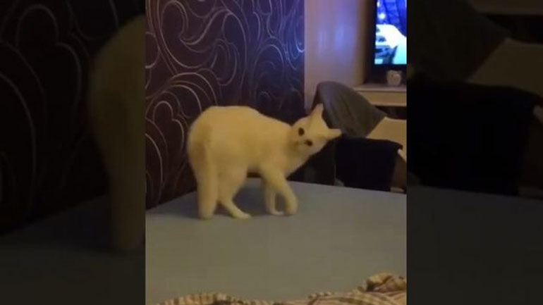 Η γάτα θέλει επανεκκίνηση