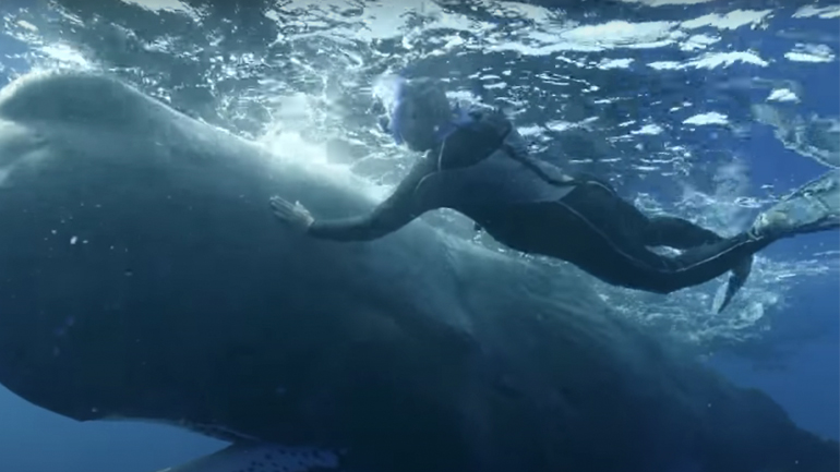 Δύτης αφαιρεί αγκίστρι από το στόμα μιας φάλαινας