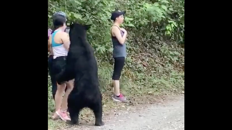 Αρκούδα θέλει να βγάλει μια selfie