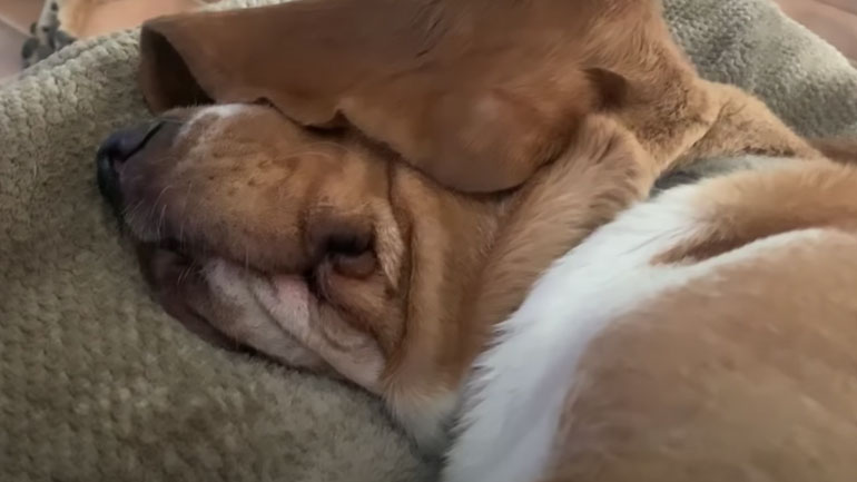 Τρεις σκύλοι ακούνε τη λέξη σκίουρος