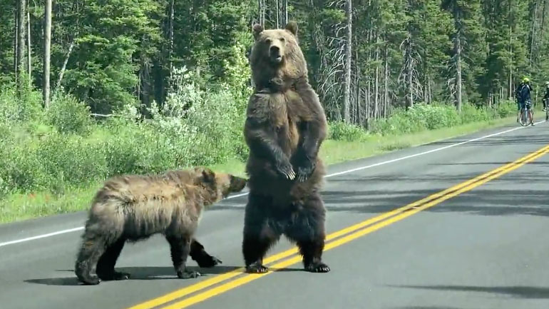 Αρκούδες γκρίζλι περνούν μπροστά από ποδηλάτες και αυτοκίνητα