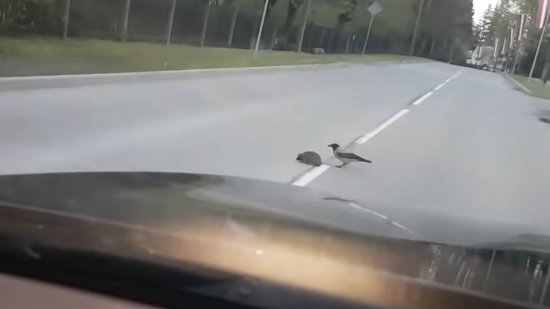 Πουλί βοηθά σκαντζόχοιρο να διασχίσει τον δρόμο 