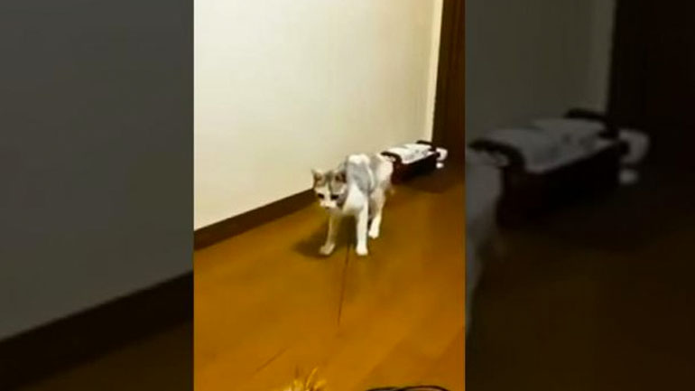 Γάτα διασκεδάζει μόνη της