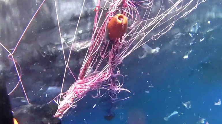 Η Ακτοφυλακή της Ιταλίας διασώζει φάλαινα που έχει μπλεχτεί σε δίχτυ ψαρέματος