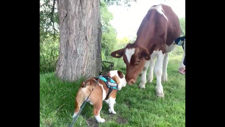 Αγελάδα δίνει φιλιά σε ένα Μπουλντόγκ 