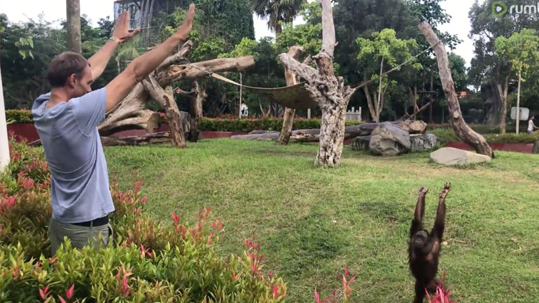 Ουρακοτάγκος φιλοδοξεί να γίνει personal trainer