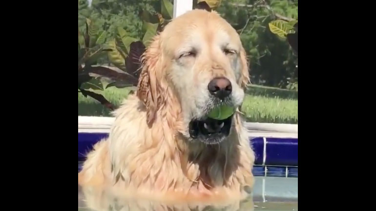 Ο σκύλος δεν θέλει να χάσει το μπαλάκι του