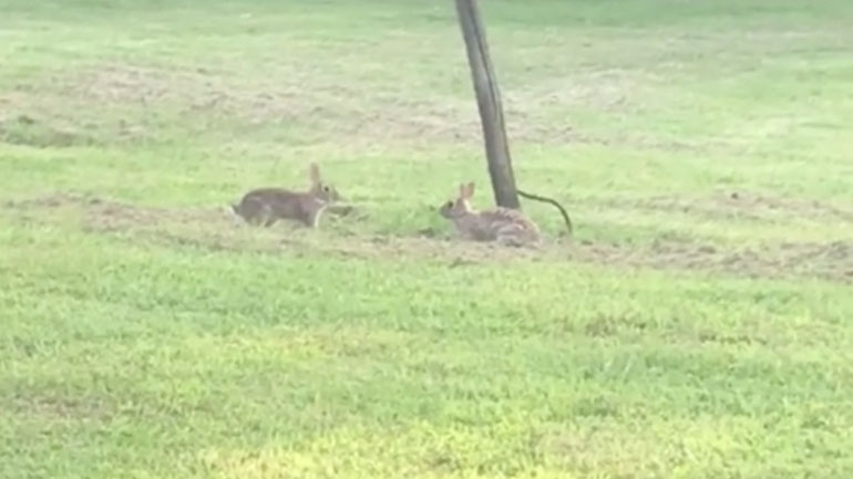 Λαγουδάκια παίζουν στο γρασίδι