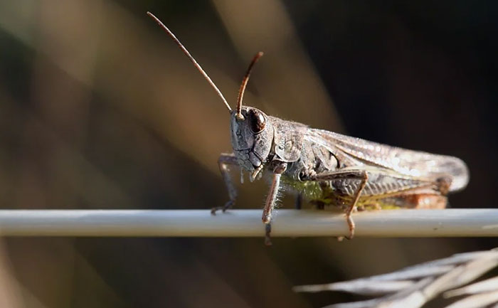 Αργεντινή: Aπειλείται από νέο κύμα ακρίδων – Σε συναγερμό οι αγρότες