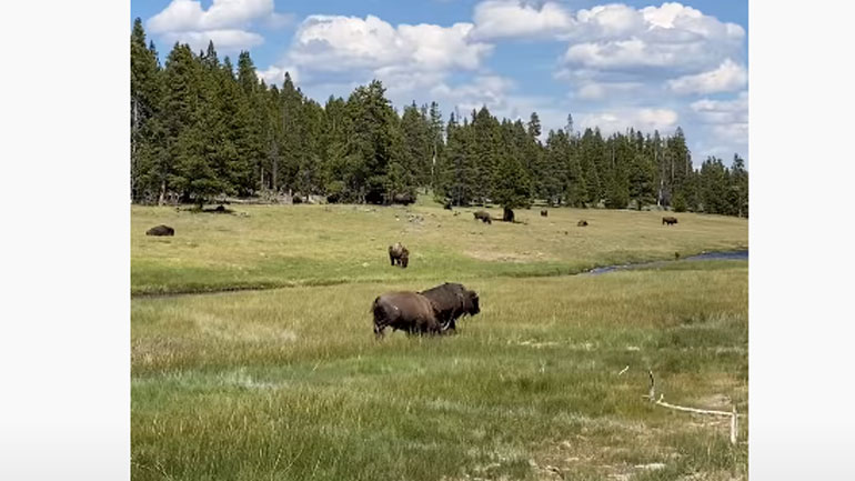 Την πήρε στο κυνήγι ένας βίσονας