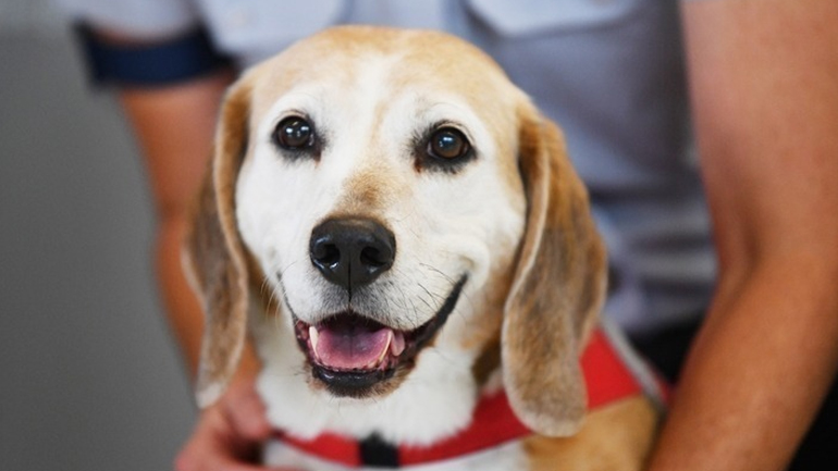 Θεσσαλονίκη: Συστηματικοί έλεγχοι για τα δεσποζόμενα ζώα συντροφιάς