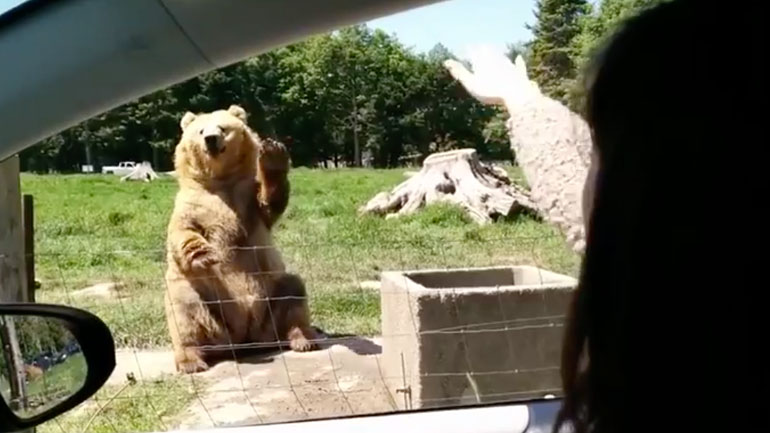 Μια πολύ cool αρκούδα