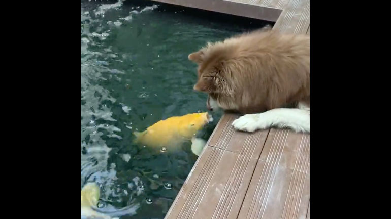 Σκύλος παίρνει φιλιά από ψάρια Koi