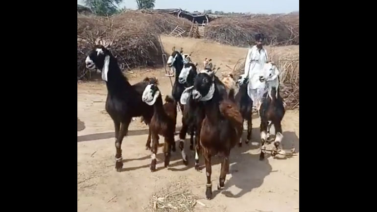 Κατσίκες Gangsta