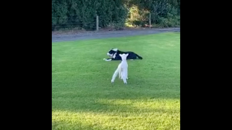 Σκύλος και αρνάκι παίζουν στον κήπο