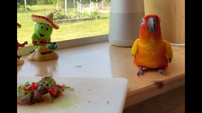 Ο παπαγάλος χορεύει μαζί με τους φίλους του