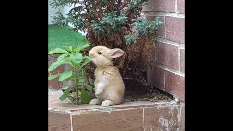 Αξιολάτρευτο κουνελάκι τρώει σνακ