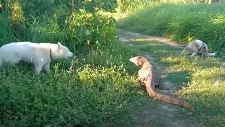 Σαύρα εναντίον σκύλων