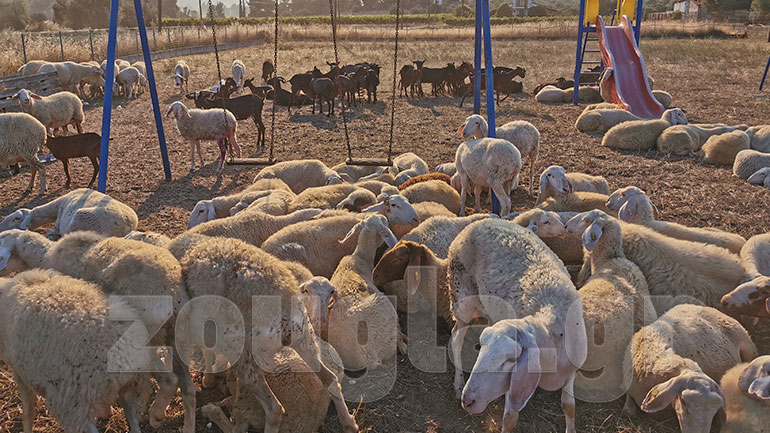 Κόρινθος: Έκλεισε τα πρόβατα σε παιδική χαρά για να τα προστατεύσει από τη φωτιά