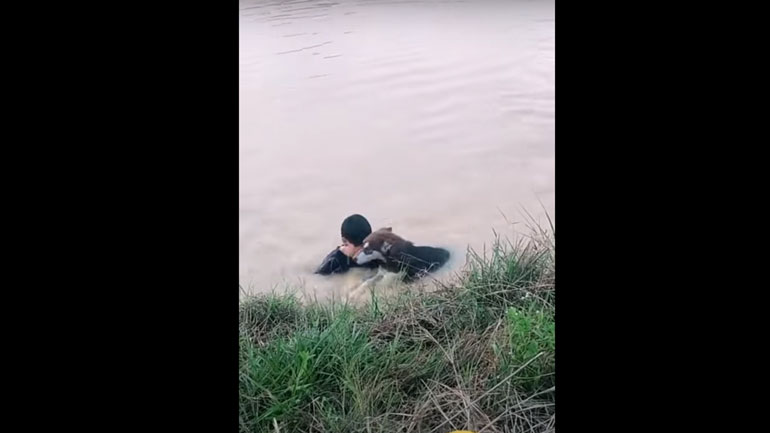 Σκύλος βοηθάει άνθρωπο να φτάσει στην ακτή