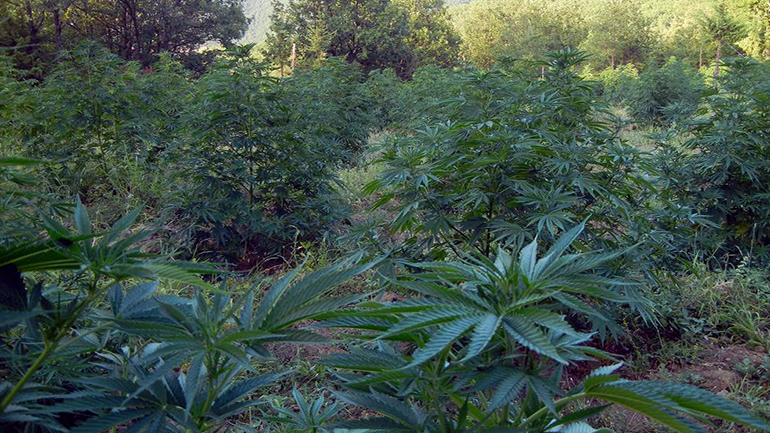 Καρδίτσα: Εντοπίστηκε φυτεία με 431 δενδρύλλια κάνναβης στη Λίμνη Πλαστήρα