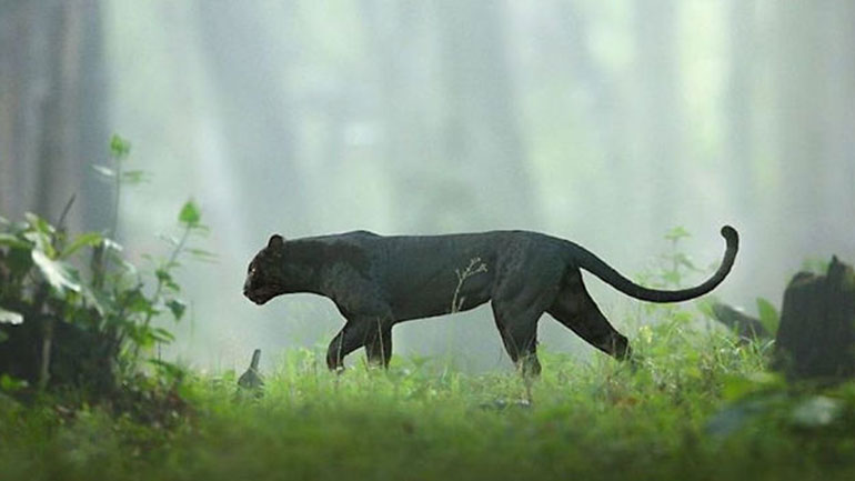 Οι συγκλονιστικές φωτογραφίες ενός σπάνιου μαύρου πάνθηρα στη ζούγκλα της Ινδίας
