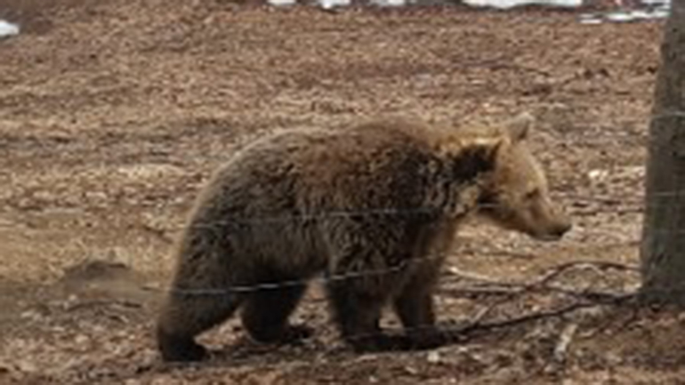 Αίσιο τέλος για το μικρό αρκουδάκι που εγκλωβίστηκε σε αγροικία στην Καστοριά