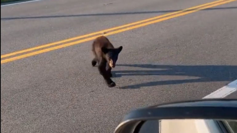 Αρκουδάκι έρχεται να πει ένα γεια
