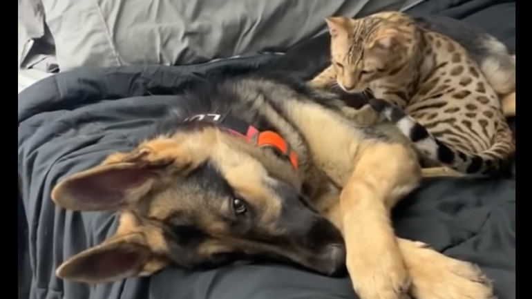 Η γάτα κάνει μασάζ στον σκύλο