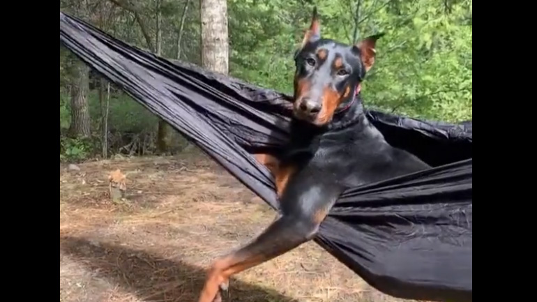 Σκύλος χαλαρώνει στην αιώρα