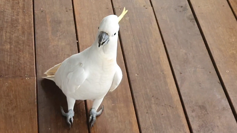 Παπαγάλος ανοίγει ένα δοχείο για να φάει
