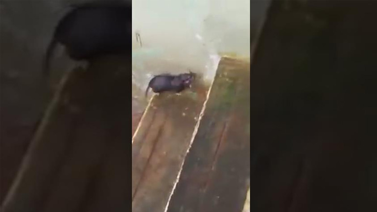 Ποντίκι σώζει τα μωρά του από πνιγμό