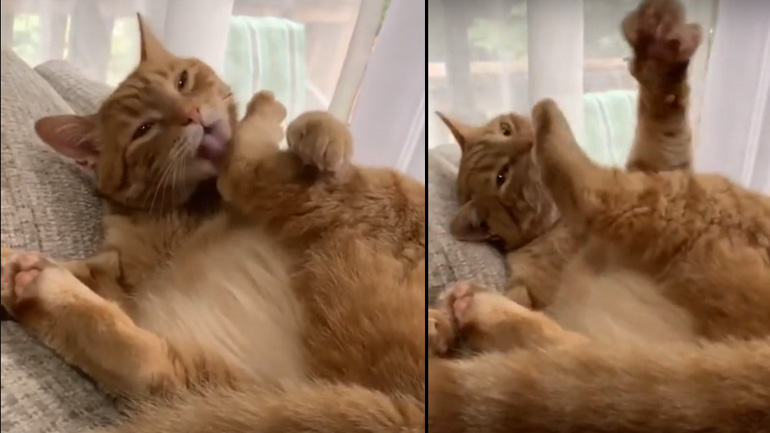 Γάτα τσακώνεται με το πόδι της