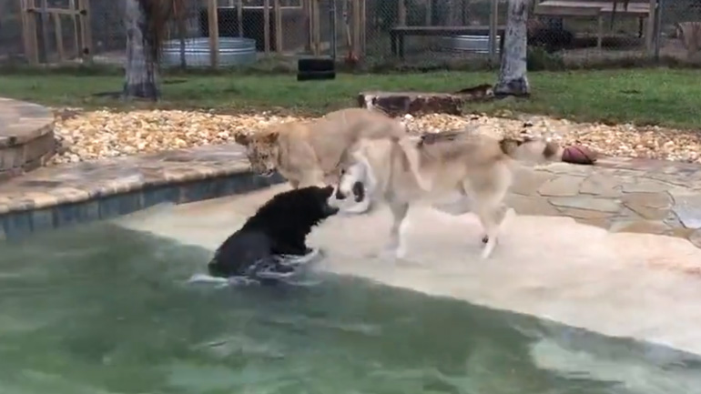 Αρκούδα, λύκος και λέαινα παίζουν στην πισίνα