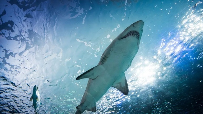 Λευκός καρχαρίας σκότωσε κολυμβήτρια στη Νέα Υόρκη