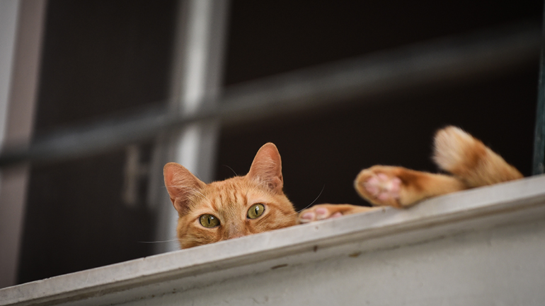 Όταν οι γάτοι καλοπερνάνε…