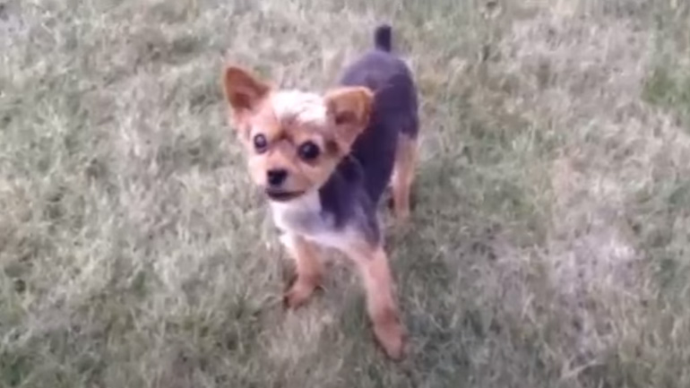 Σκύλος ράπερ